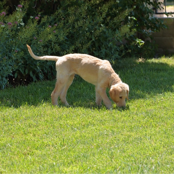 Meet your Posher, Clare - Picture 5 of 12